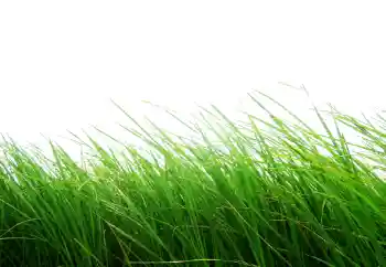 Photo effect from category Different № 101116