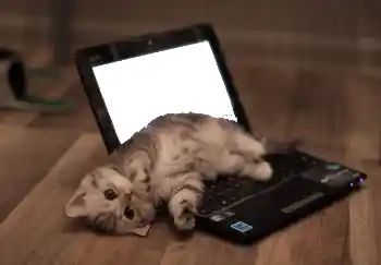 Photo effect from category Different № 101158