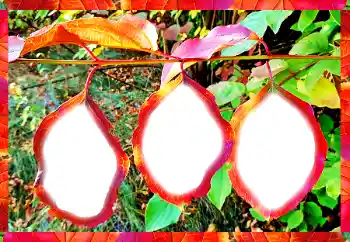 Photo effect from category Different № 102598