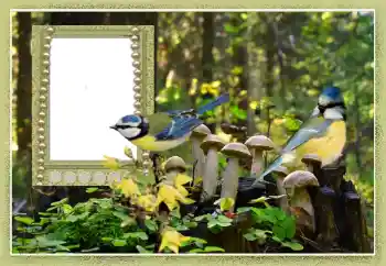 Photo effect from category Different № 102602