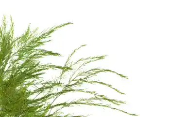 Photo effect from category Different № 114378 Photo effect from category Different № 114378