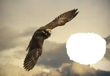 Photo effect from category Different № 114515 Photo effect from category Different № 114515