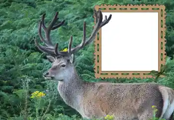 Photo effect from category Different № 121049