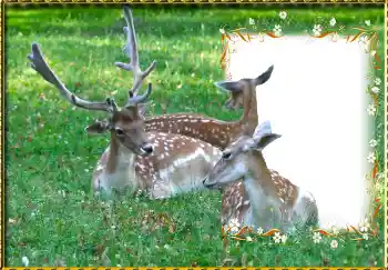 Photo effect from category Different № 123221