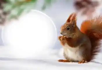 Photo effect from category Different № 128568 Photo effect from category Different № 128568