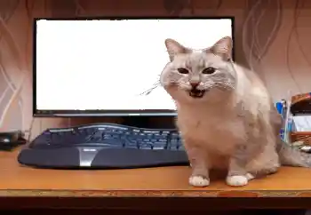 Photo effect from category Different № 130940