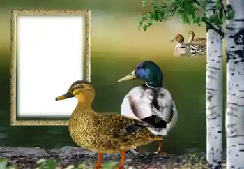 Photo effect from category Different № 132884 Photo effect from category Different № 132884