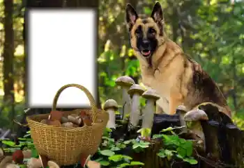 Photo effect from category Different № 153015 Photo effect from category Different № 153015