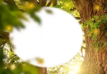 Photo effect from category Different № 157231