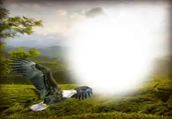 Photo effect from category Different № 158416