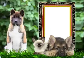 Photo effect from category Different № 167876 Photo effect from category Different № 167876