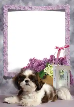 Photo effect from category Different № 169260