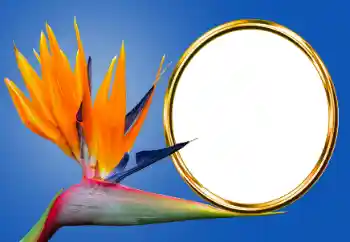 Photo effect from category Different № 170605 Photo effect from category Different № 170605