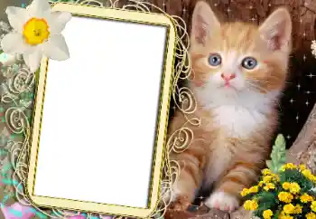 Photo effect from category Different № 183482