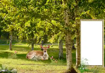 Photo effect from category Different № 187041 Photo effect from category Different № 187041