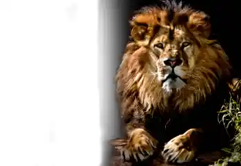 Photo effect from category Different № 37239