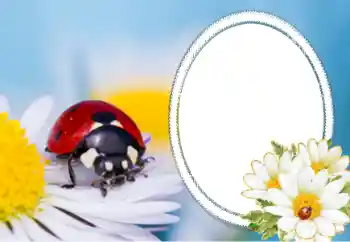 Photo effect from category Different № 40356