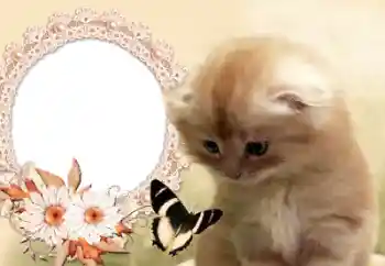 Photo effect from category Different № 60142