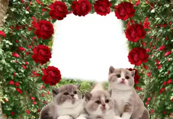 Photo effect from category Different № 60206