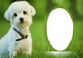 Photo effect from category Different № 68748