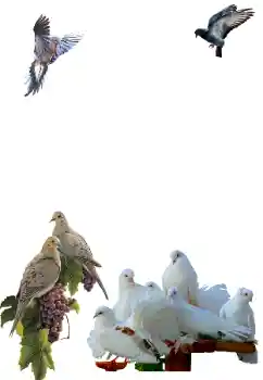 Photo effect from category Different № 81632 Photo effect from category Different № 81632