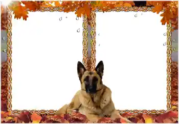 Photo effect from category Different № 8477