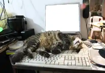 Photo effect from category Different № 93455 Photo effect from category Different № 93455