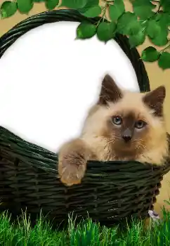 Photo effect from category Different № 9561