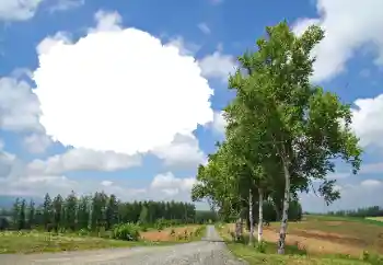 Photo effect from category Summer № 114245 Photo effect from category Summer № 114245