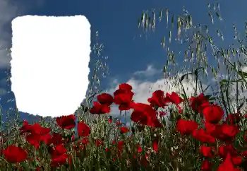 Photo effect from category Summer № 114434 Photo effect from category Summer № 114434