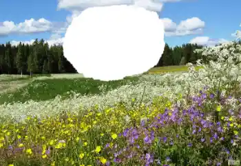 Photo effect from category Summer № 114457 Photo effect from category Summer № 114457