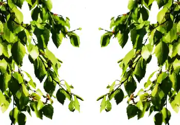 Photo effect from category Summer № 114501 Photo effect from category Summer № 114501