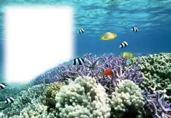 Photo effect from category Summer № 121111 Photo effect from category Summer № 121111