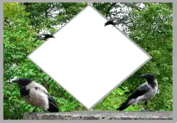 Photo effect from category Summer № 131476 Photo effect from category Summer № 131476