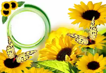 Photo effect from category Summer № 134446