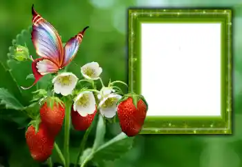 Photo effect from category Summer № 168002