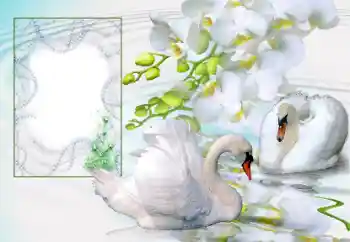 Photo effect from category Wedding frames № 166673