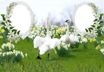 Photo effect from category Wedding frames № 169050