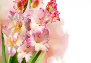 Photo effect from category Women's photo frames № 158438 Photo effect from category Women's photo frames № 158438