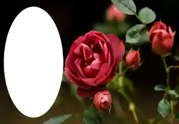 Photo effect from category Women's photo frames № 47314