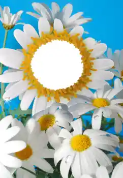 Photo effect from category Women's photo frames № 56606