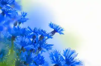 Photo effect from category Women's photo frames № 97638 Photo effect from category Women's photo frames № 97638